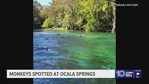 Florida woman captures 'raining monkeys' at springs in viral video